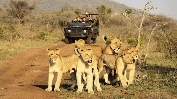 Thanda Safari interior