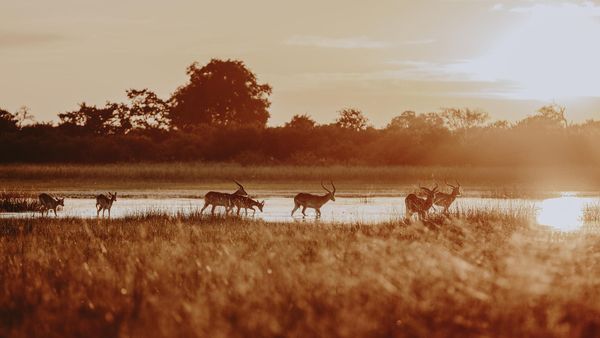 Wilderness Vumbura Plains interior